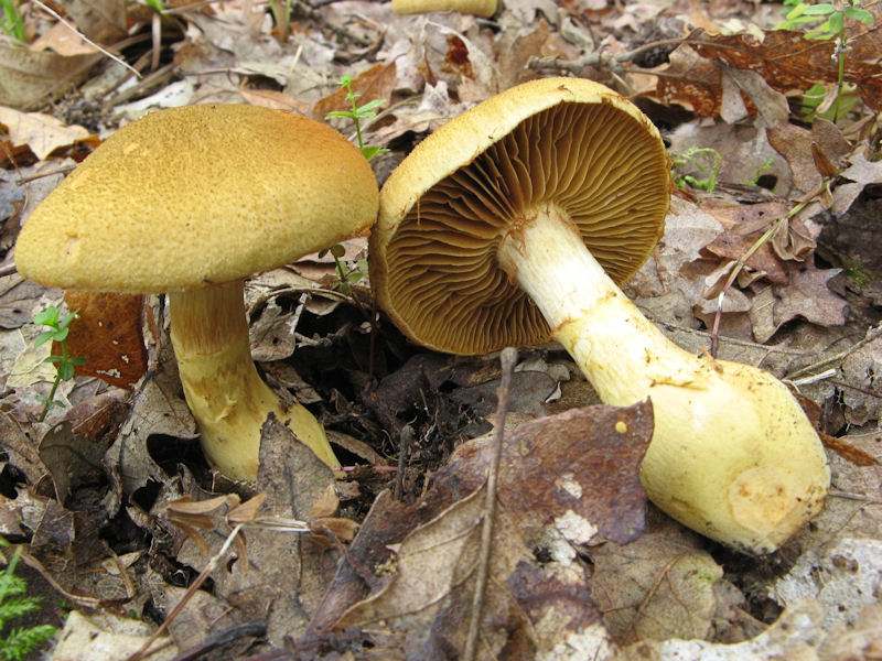 Cortinarius